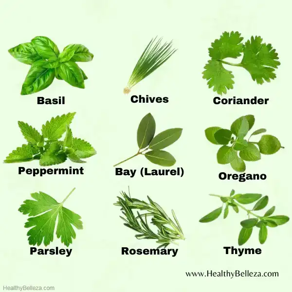 Group of 9 miraculous medicinal plants